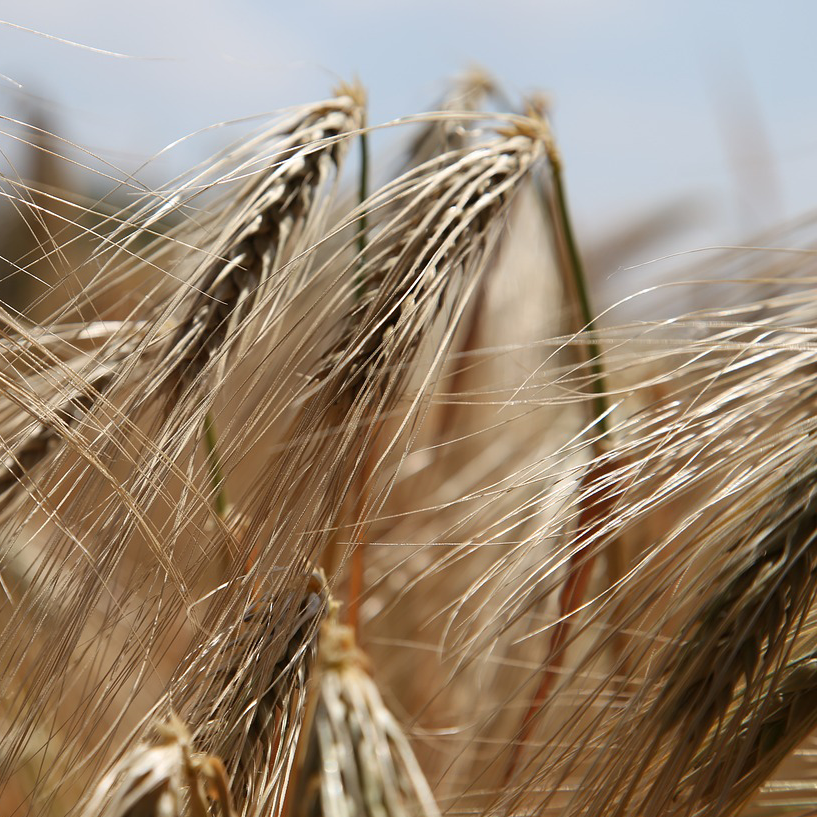 Allergie e intolleranze alimentari